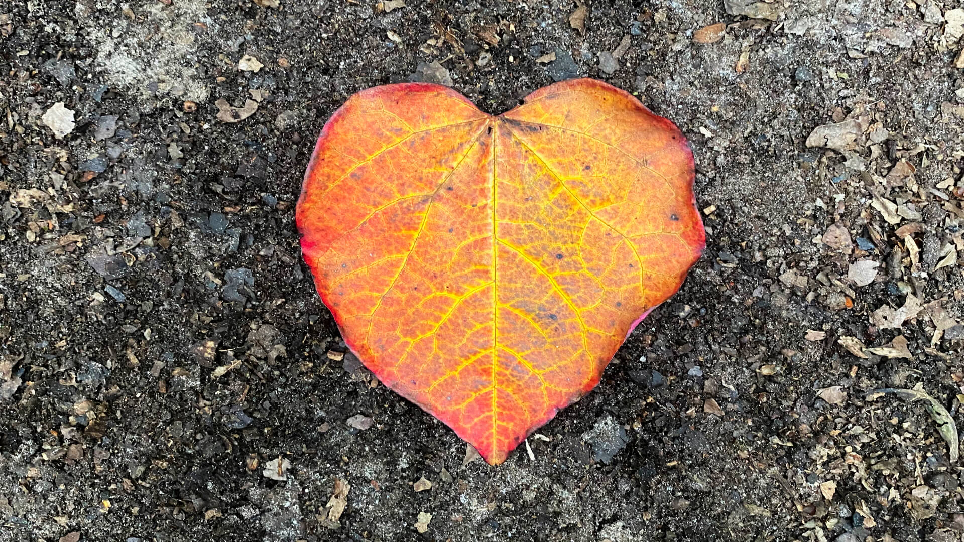 INSIGHT: What autumn means to me